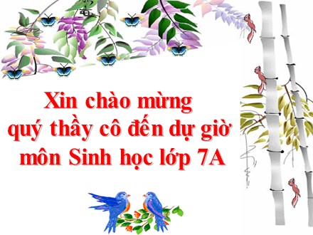 Bài giảng môn Sinh học Lớp 7 - Chương 4: Ngành thân mềm - Bài 18: Trai sông