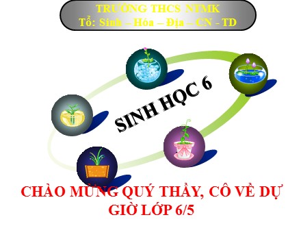 Bài giảng Sinh học Lớp 6 - Bài 16: Thân to ra do đâu? - Trường THCS Nguyễn Thị Minh Khai